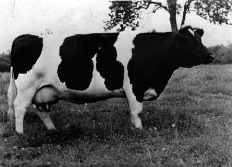 histo_vache_1950