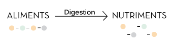 digestion